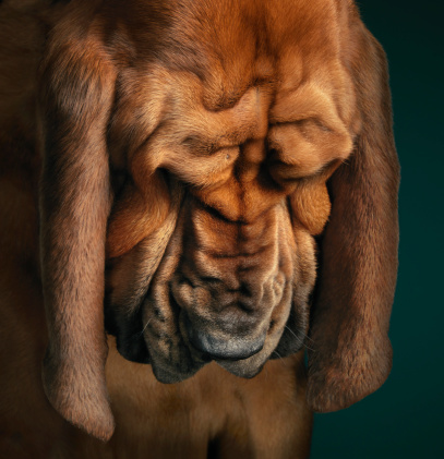 Bloodhound - Raças de cachorros mais inteligentes