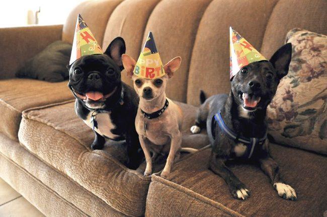 Festa De Aniversário Para Cachorros