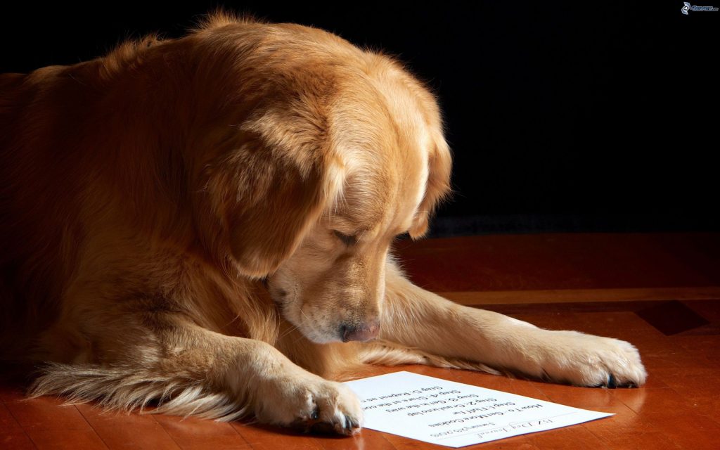 Golden Retrivier um dos cachorros mais inteligentes do mundo