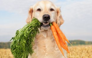 Cachorro Pode Comer Cenoura? A Verdade Foi Revelada! [ATENÇÃO]