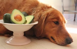 Cachorro Pode Comer Abacate? Tem Algum Risco? Entenda!