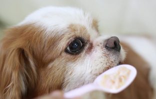 Cachorro Pode Comer Arroz? Integral Ou Branco? Descubra a Verdade!