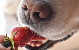 Cachorro Pode Comer Morango? Conheça Os Riscos e Benefícios!