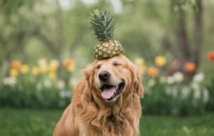 Cachorro Pode Comer Abacaxi? Descubra a Verdade! [CUIDADO]
