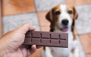 Cachorro Pode Comer Chocolate? Entenda Os Riscos! [CUIDADO]
