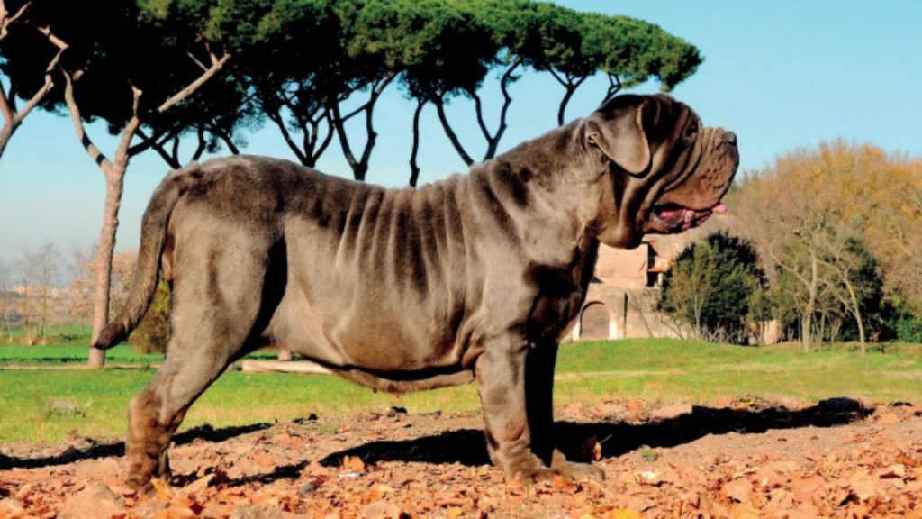 Mastim napolitano maiores cachorros do mundo