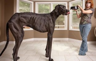 Conheça o Maior Cachorro Do Mundo: Ele Tem Mais De 2 Metros!