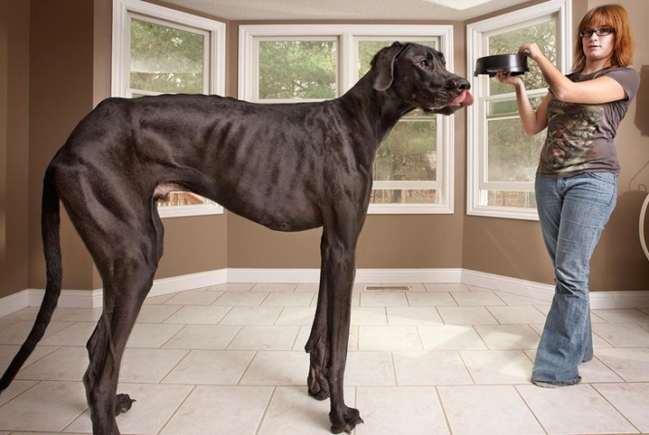 O maior cachorro do mundo